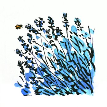 Rob MacGillivray artist drawings lavender happy jitterbug